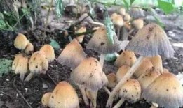 蘑菇视频吃瓜爆料网最新版,揭秘娱乐圈惊天大瓜！